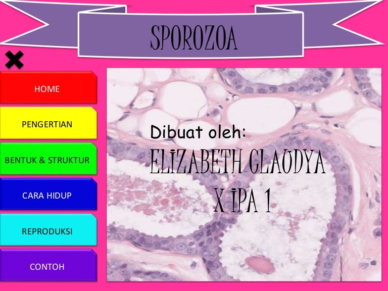 Sporozoa