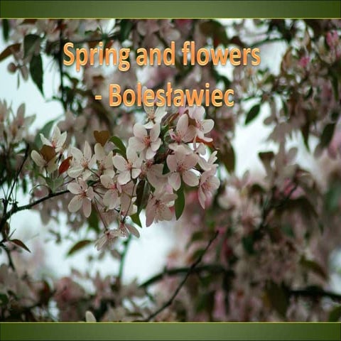 Spring and flowers_boleslawiec