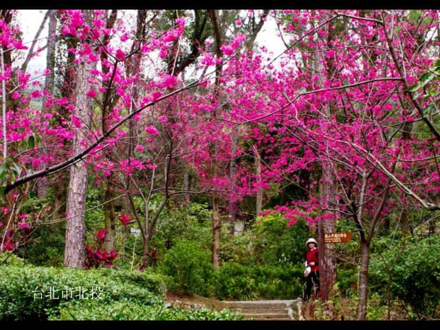 Spring in Taiwan 春。台灣。2011