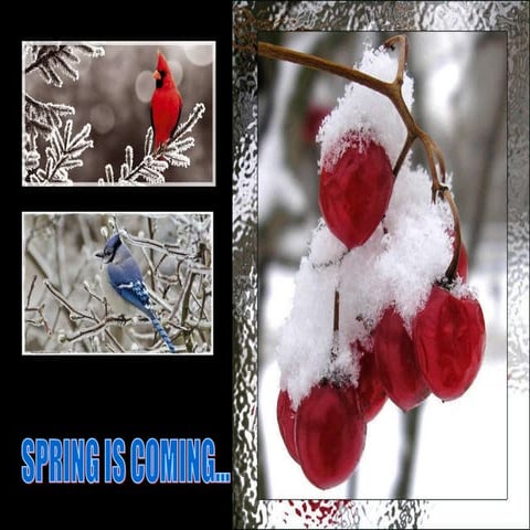 Spring is coming
