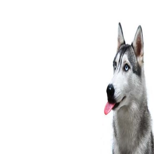 Shannon Plummer Folio I