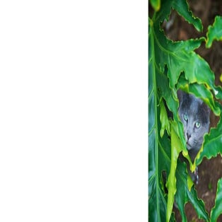 Shannon Plummer Folio II