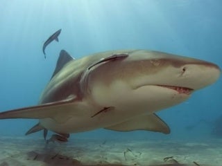 intervista caterpillar