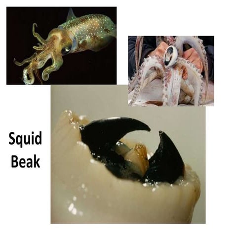 Squid beak