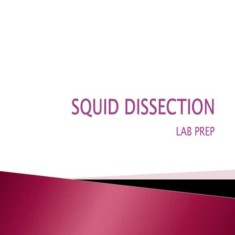 Squid Dissection Prelab