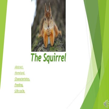 Squirrel