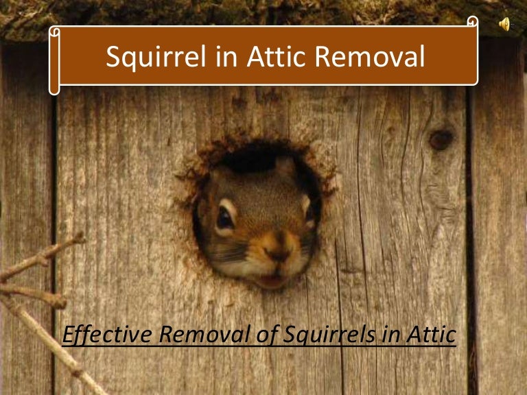 Squirrels in Attic Removal