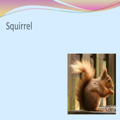 Squirrel powerpoint