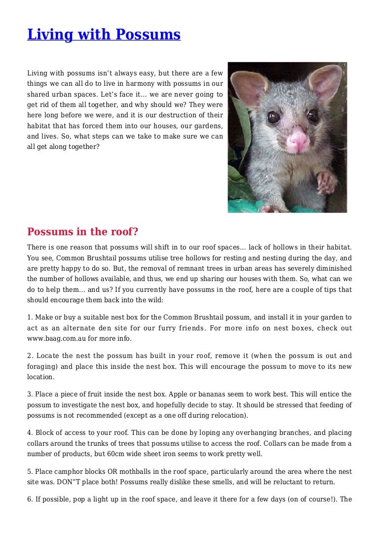 Does Mothballs Get Rid Of Possums