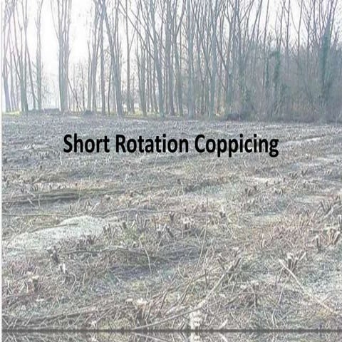 Short Rotation Coppicing