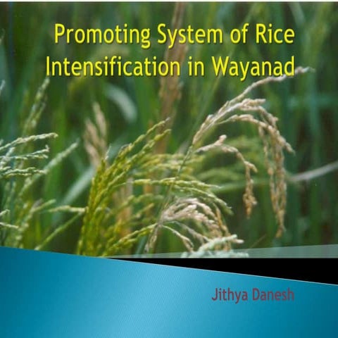Promoting System of Rice Intensification (SRI) in Wayanad, Kerala