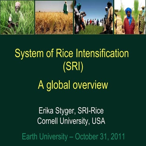 1170 System of Rice Intensification SRI - A Global Overview