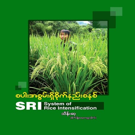 SRI  System of Rice Intensification FAQs Burmese