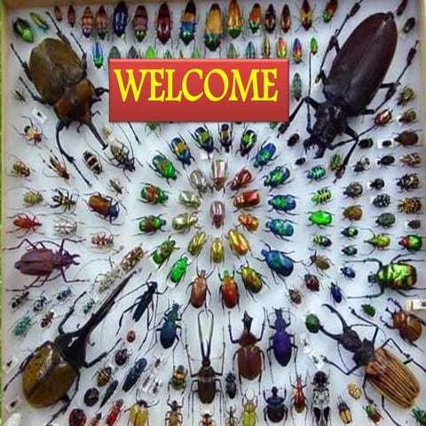 SSNAIK COLEOPTERA ORDER THE BIGGEST ORDER 