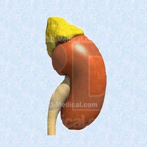 Sürrenal Bez ve Addison