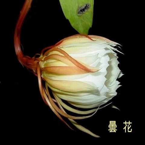 昙花    