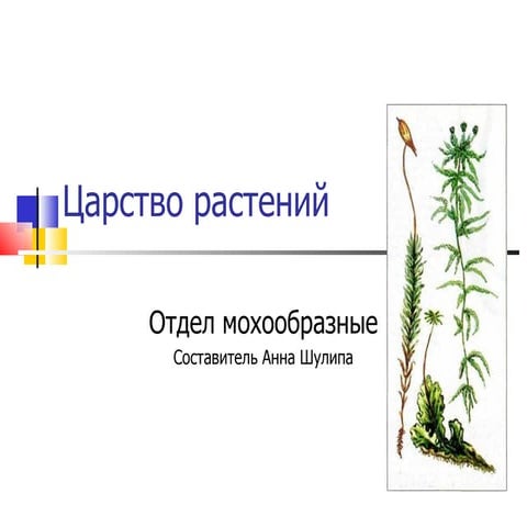 отдел мохообразные