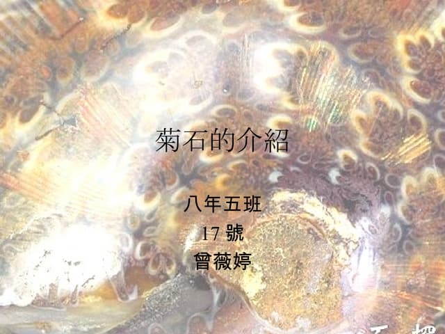 菊石的介紹