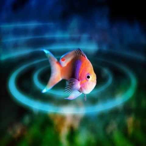 что помогает животным выживать