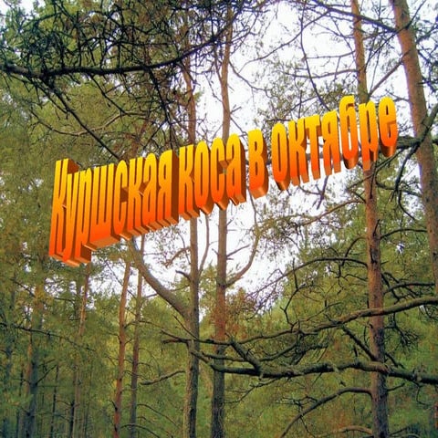 куршская коса в октябре