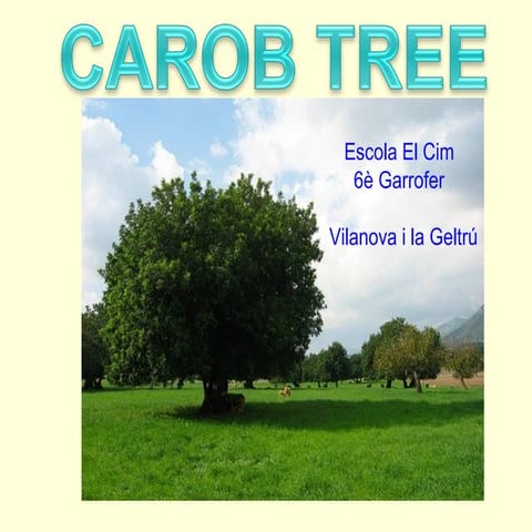 Ssc1213 vilanova el cim_6è garrofer carob tree