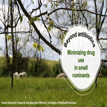 Beyond antibiotics: minimizing drug use in small ruminants