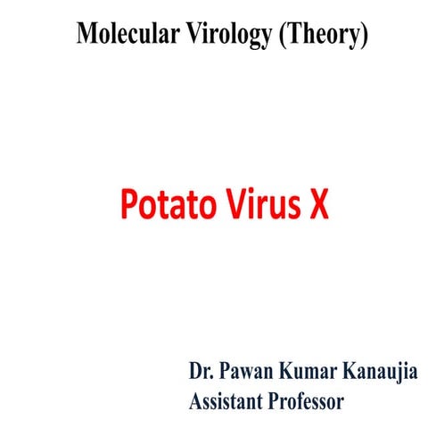 Potato virus X (PVX)