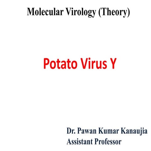 Potato virus Y (PVY)