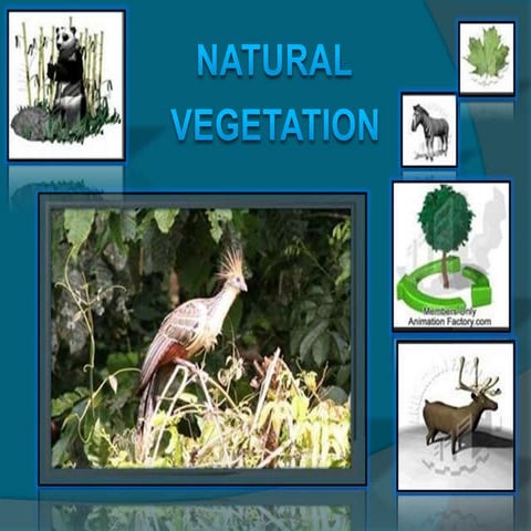 natural vegetation