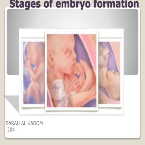 Stages of embryo formation