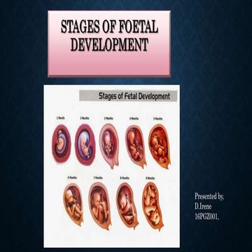 Stages of foetal development