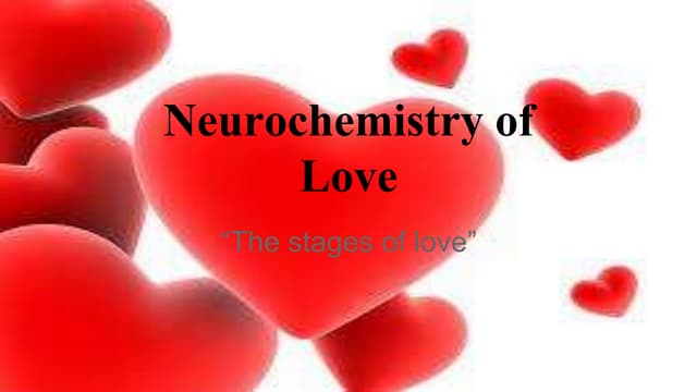 Stages of love/Neurochemistry of Love