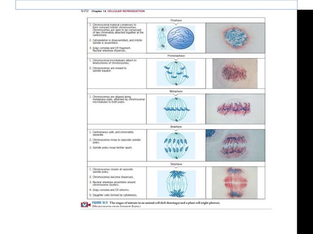 STAGES OF MITOSIS.pptx Biology Diagrams