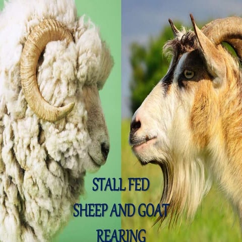 Stall fed sheep and goat rearing and its management
