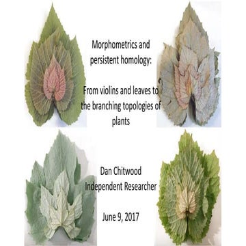 Morphometrics and persistent homology: From violins and leaves to the branching topologies of plants
