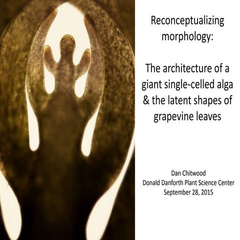 Reconceptualizing morphology: The architecture of a giant single-celled alga & the latent shapes of grapevine leaves