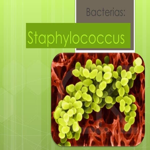 Staphylococcus