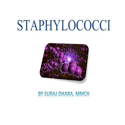 STAPHYLOCOCCUS