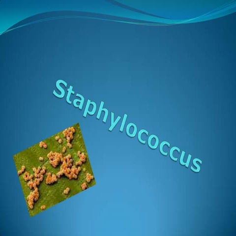 Staphylococcus