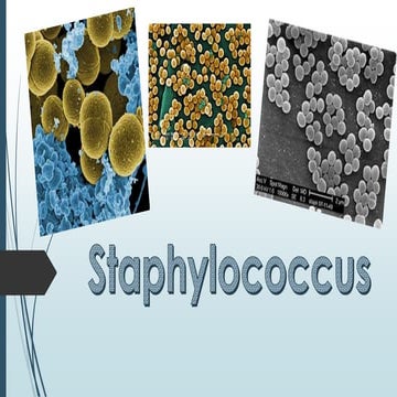 Staphylococcus