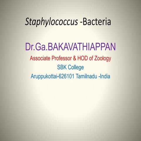 Staphylococcus  bacteria    