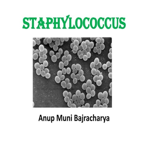 Staphylococcus 