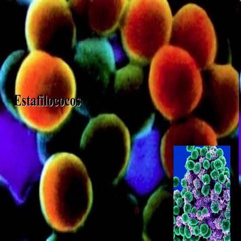 Staphylococcus2012