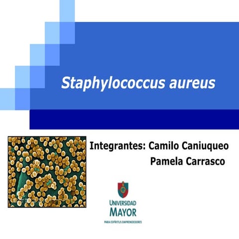 Staphylococcus Areus