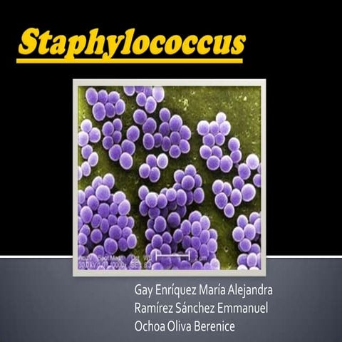 Staphylococcus spp 