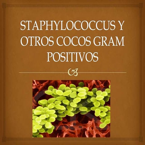 Staphylococcus y otros cocos gram positivos
