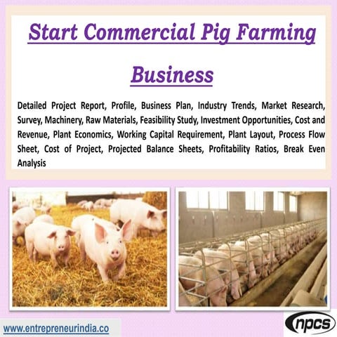 Start Commercial Pig Farming Business