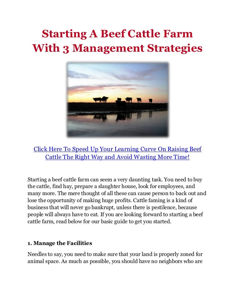 Starting A Beef Cattle Farm With 3 Management Strategies