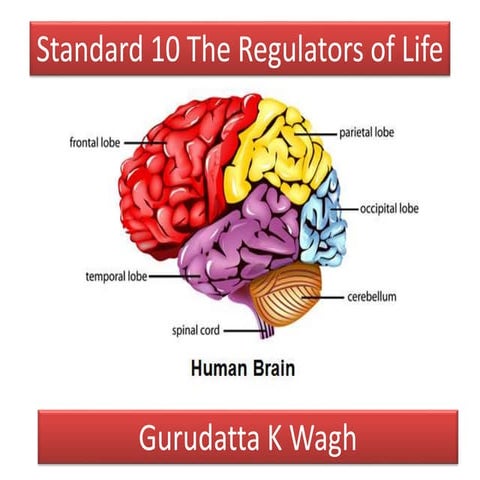 Std10 - The Regulators of Life