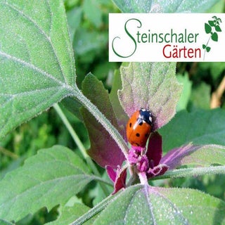 Steinschaler Gärten